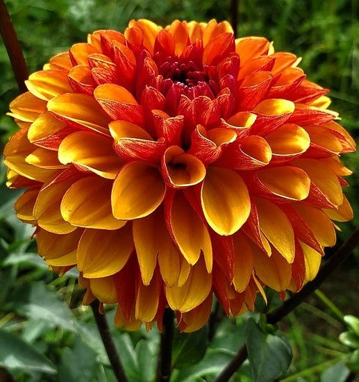 American Sunset – amy 123