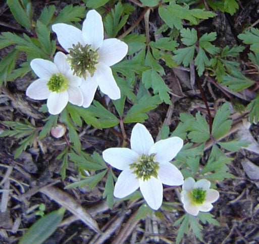 Anemone nemorosa Green Fingers