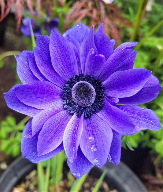 Anemone St Brigid Lord Lieutenant