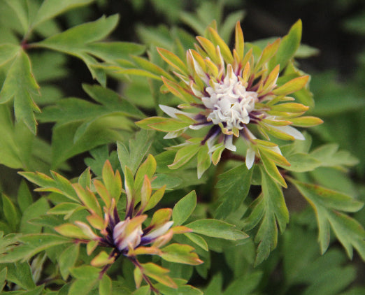 Anemone nemorosa Monstrosa