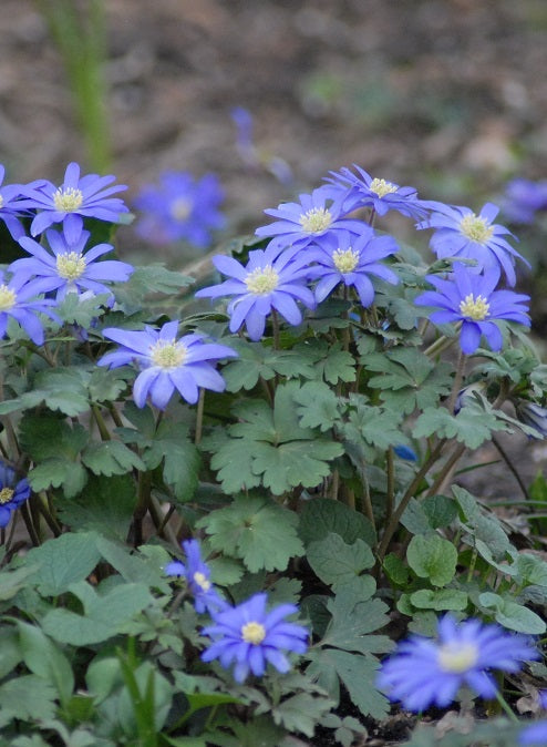 Anemone blanda Blue Shades