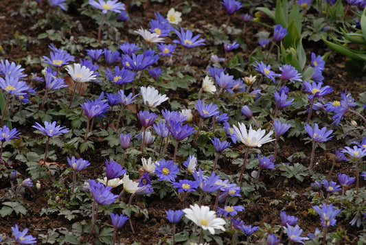 Anemone blanda AGM