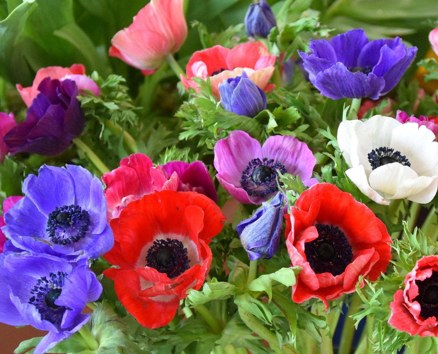 Anemone De Caen mix