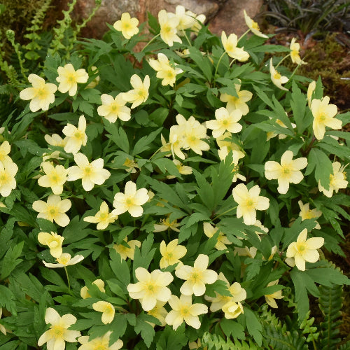 Anemone x lipsiensis
