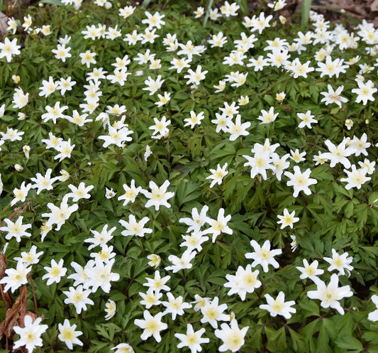 Anemone nemorosa AGM