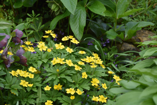 Anemone ranunculoides AGM