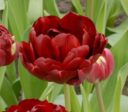 Tulip Antraciet