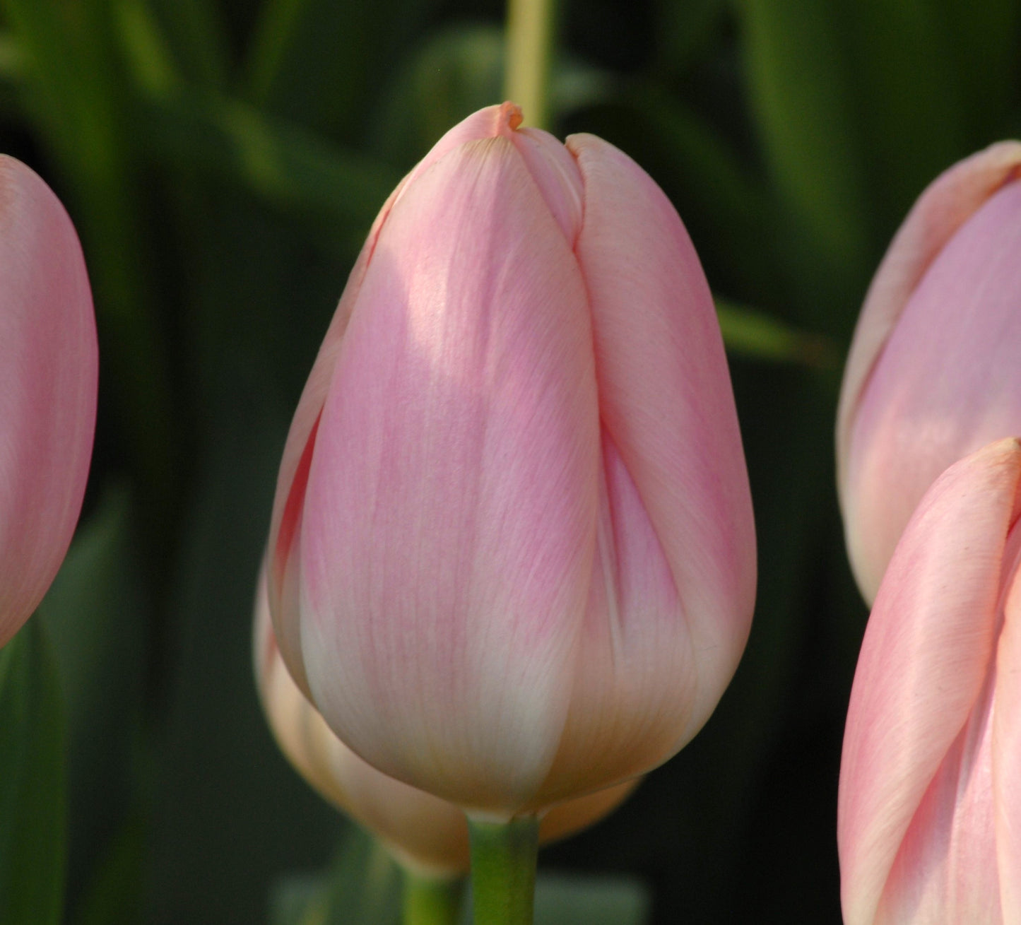 Apricot Delight