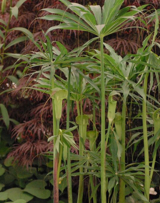 Arisaema consanguineum