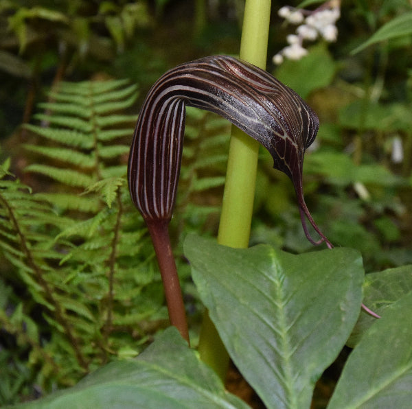 Arisaema costatum