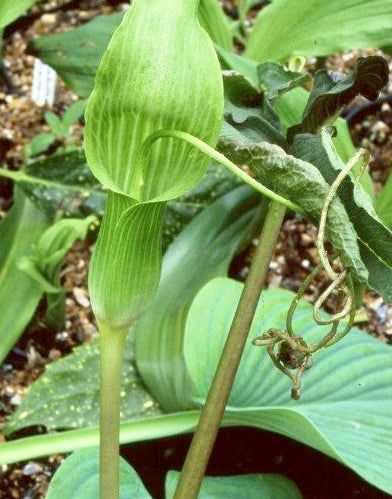 Arisaema intermedium