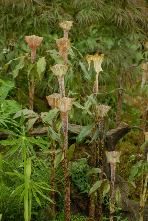 Arisaema nepenthoides
