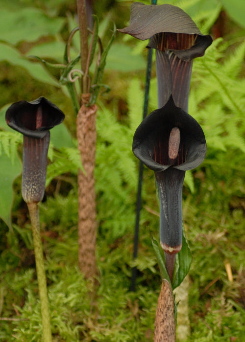 Arisaema serratum var mayebarai