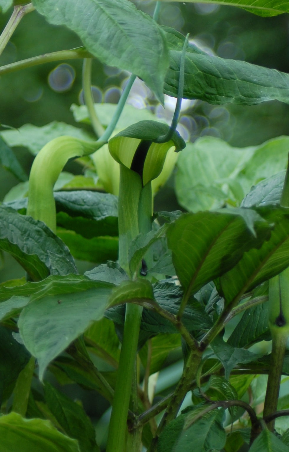 Arisaema tortuosum