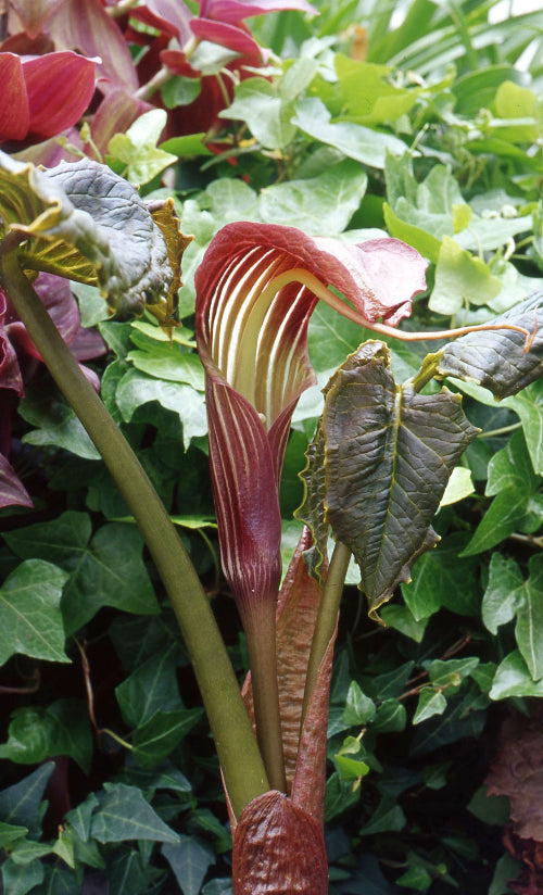 Arisaema utile