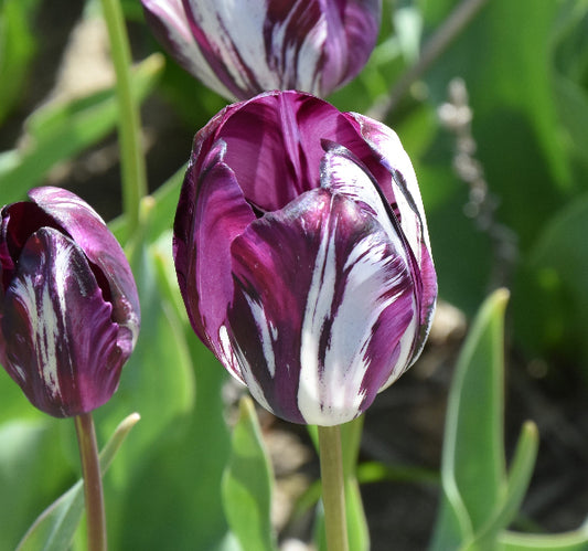Tulip Belle du Monde