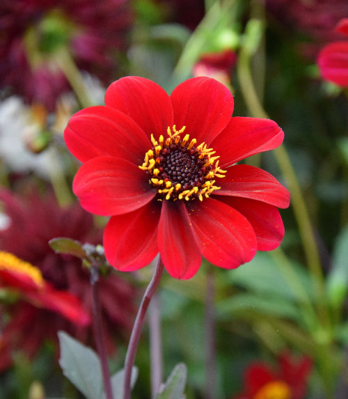 Dahlia Bishop of Auckland