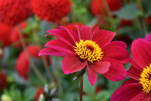 Dahlia Bishop Of Canterbury