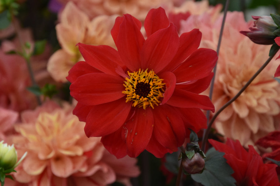 Dahlia Bishop of Llandaff AGM