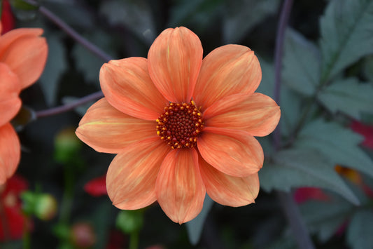 Dahlia Bishop Of Oxford