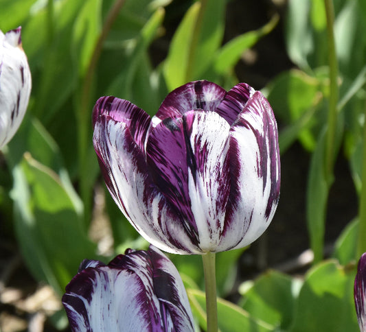 Tulip Black & White