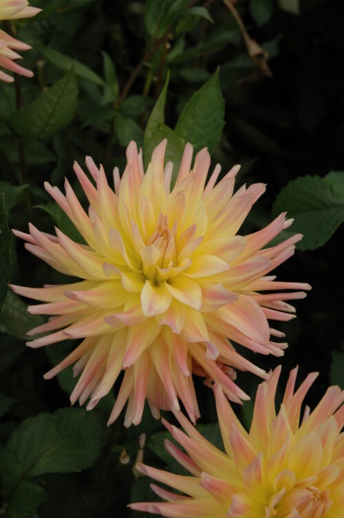 Cabana Banana (can use)