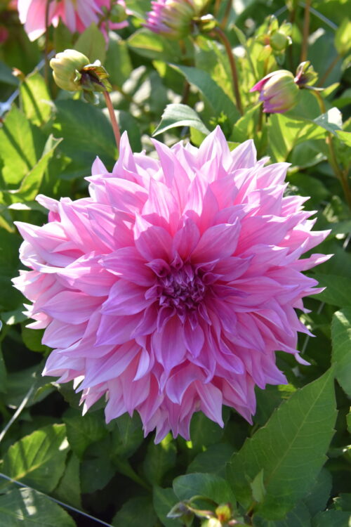 Café_Au_Lait_Rosé®_(st)[1]