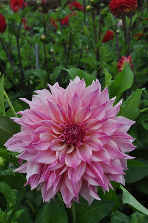 Cafe_au_Lait_Royal-18_(st)[1]