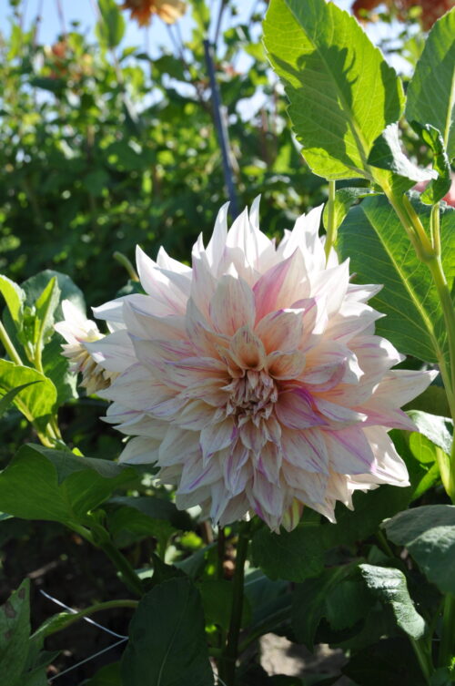 Café_au_Lait_Twist-20_(st)[1]