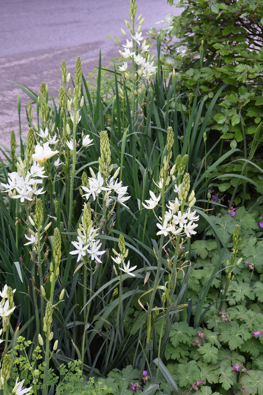 leichtlinii Alba