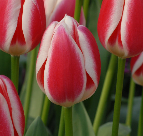 Tulip Candy Apple Delight