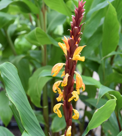 Cautleya gracilis (syn. lutea)