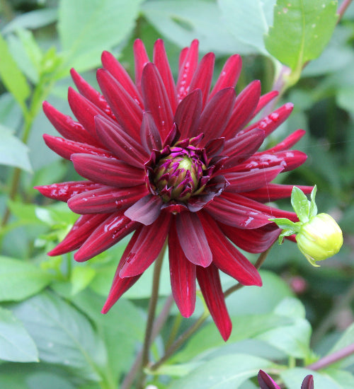 Dahlia Black Cat (Chat Noir)