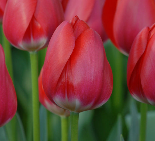 Tulip Cherry Delight