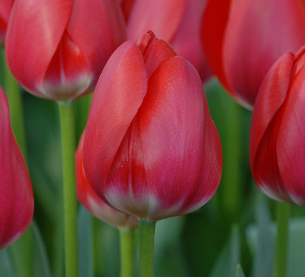 Cherry Delight