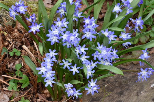 forbesii Blue Giant