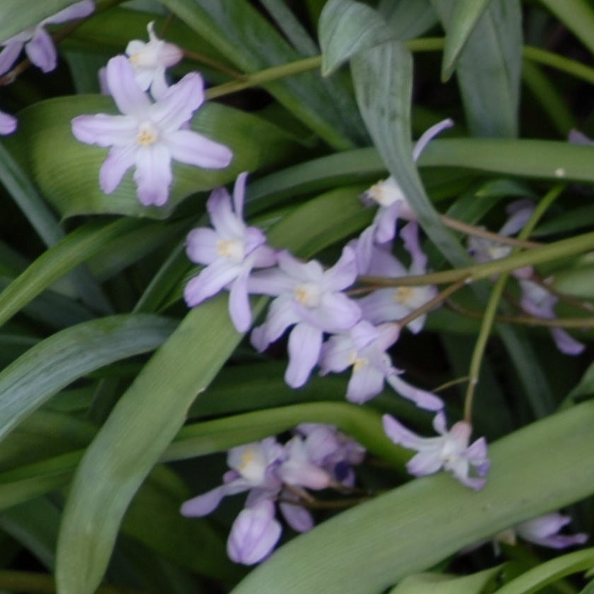forbesii rosea
