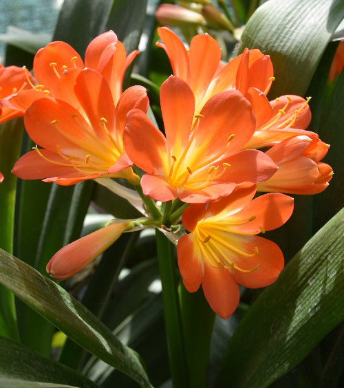 Clivia miniata AGM