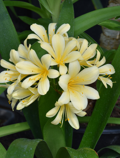 Clivia miniata var. citrina