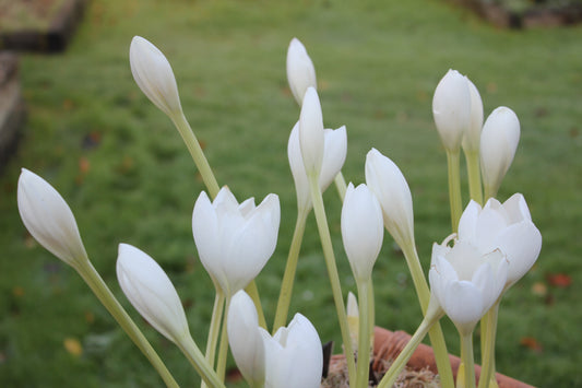 Colchicum speciosum Album AGM