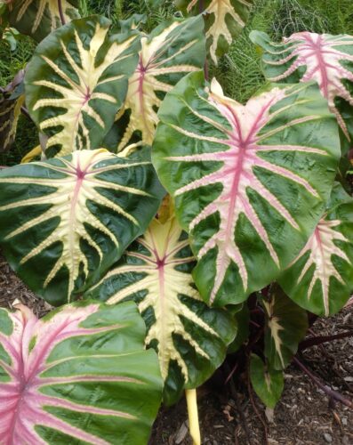Colocasia waikiki – ok to use if you put – Photo courtesy of PlantHaven International, planthaven.com”.1
