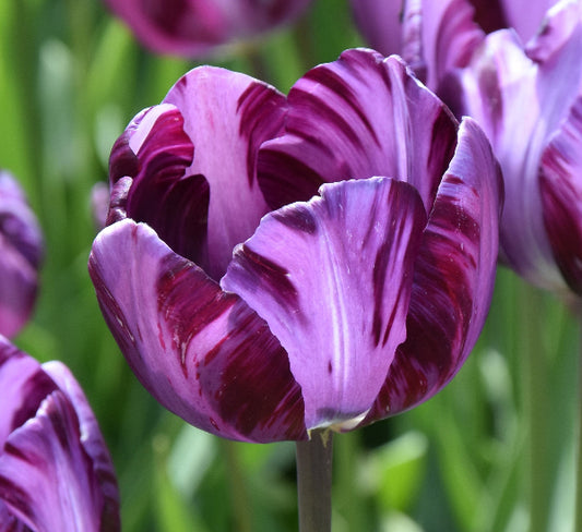 Tulip Columbine 1929