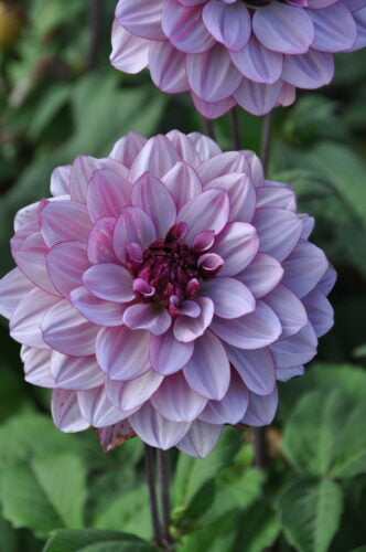 Creme de Cassis-15 (st)