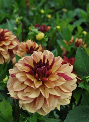 Creme de Cognac-18 (st) front