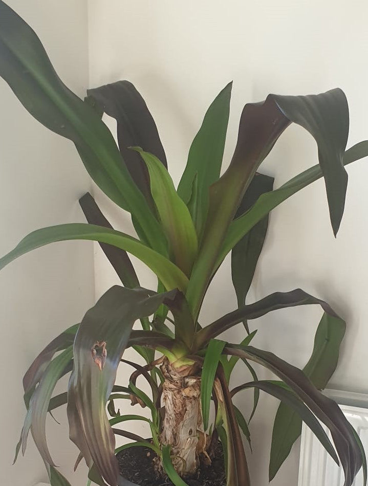 Crinum asiaticum purpureum