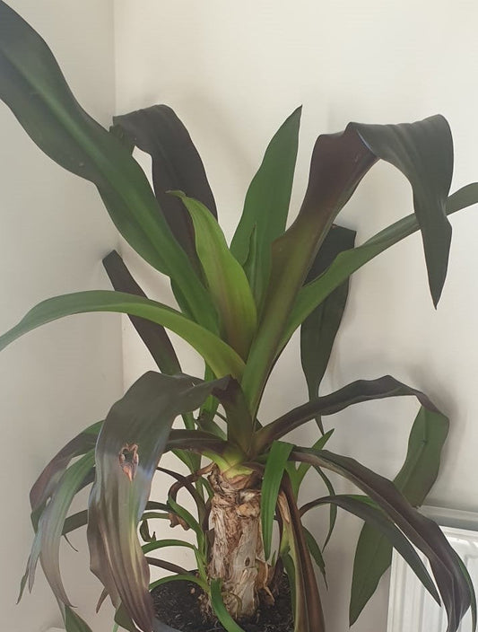 Crinum asiaticum purpureum