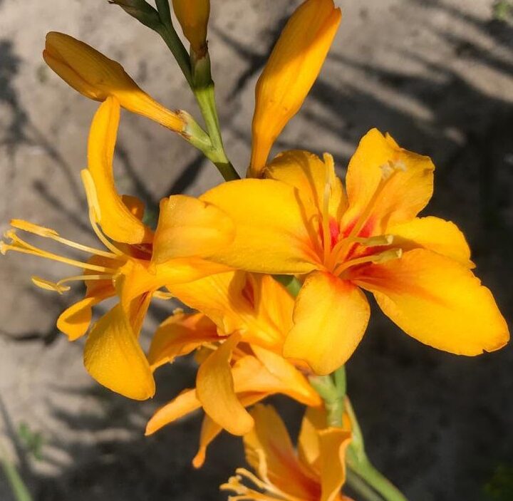 Crocosmia Hotspot – ok to use