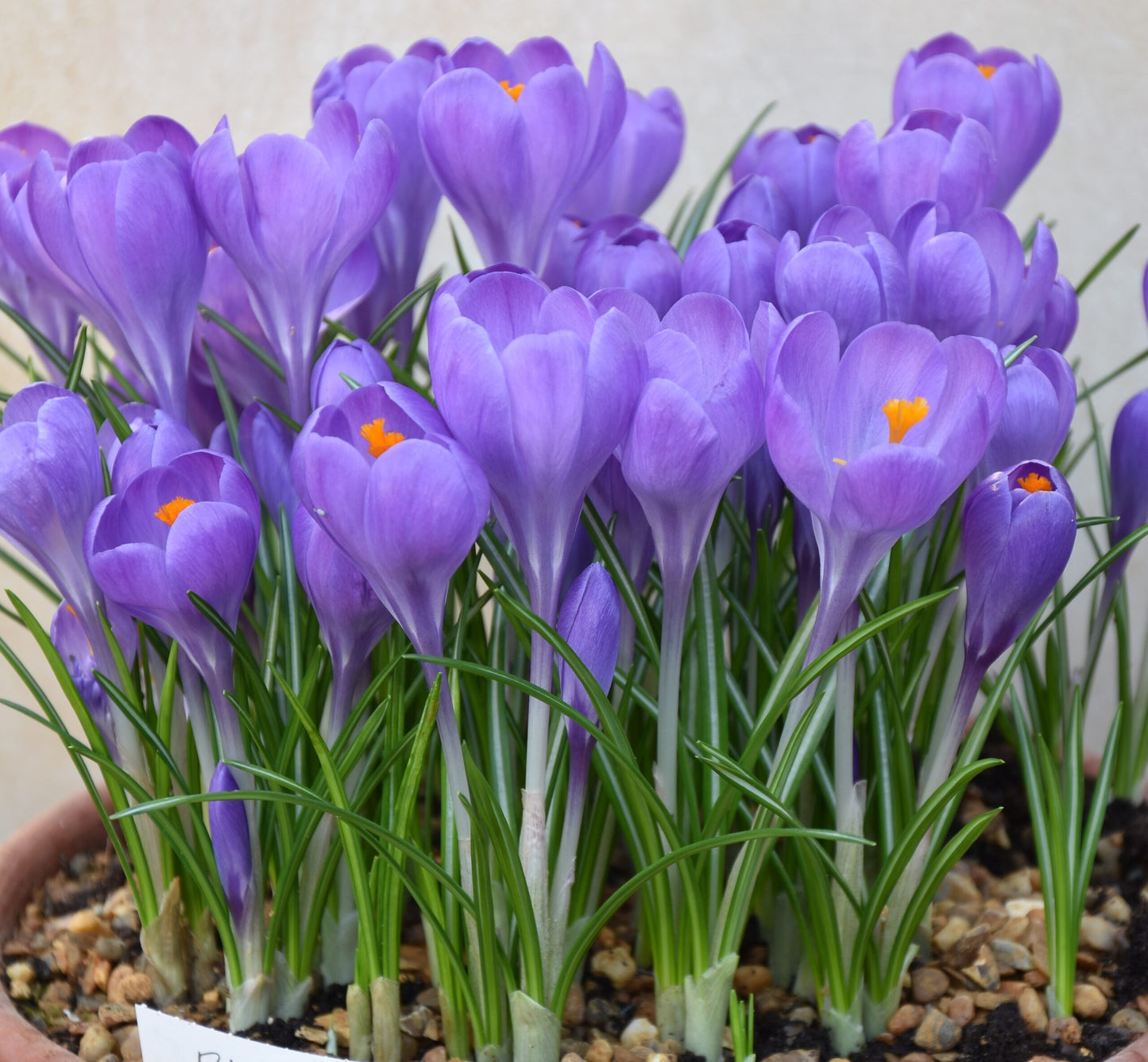 Crocus B O use for Aqua