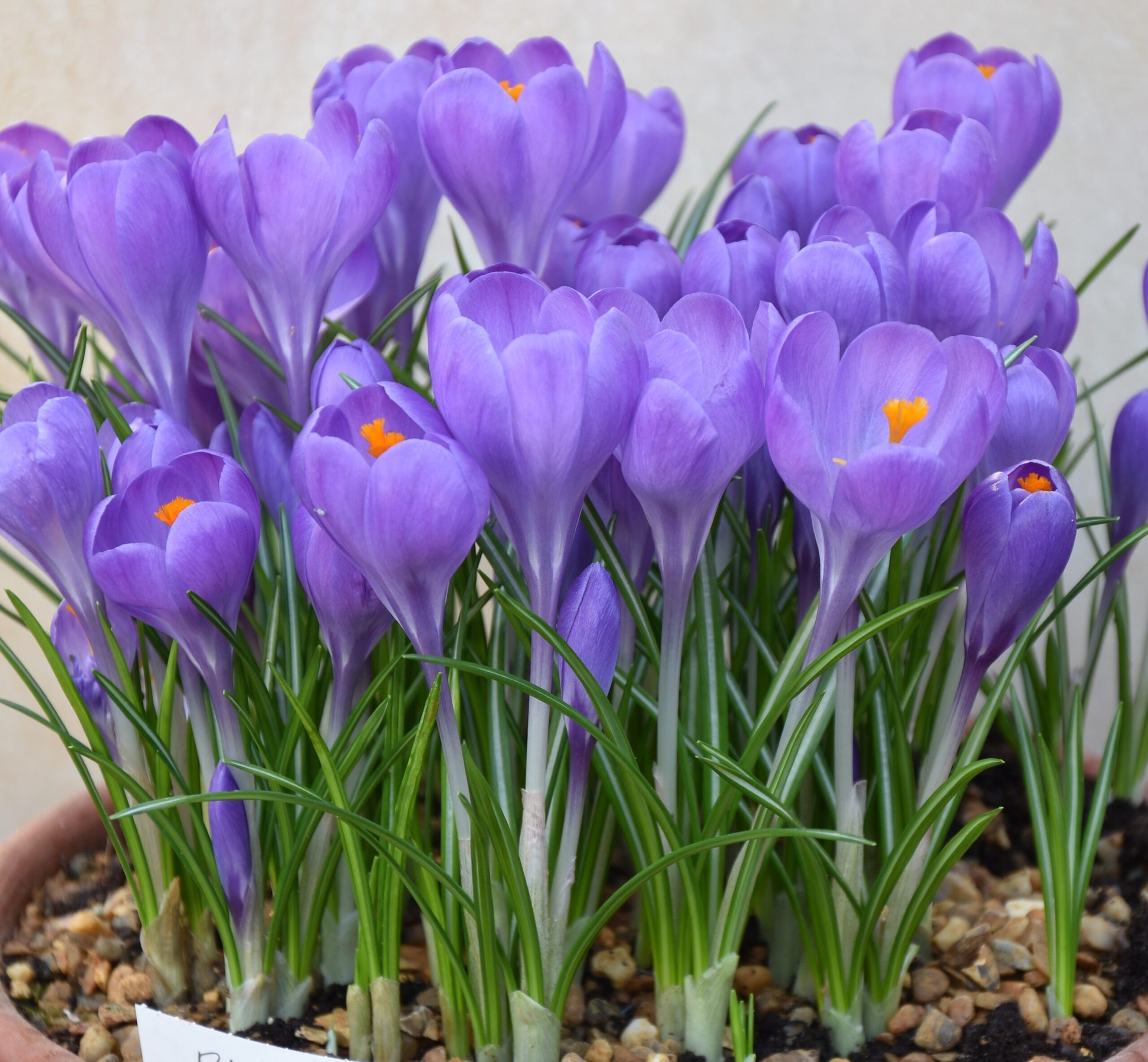 Crocus B O use for Aqua