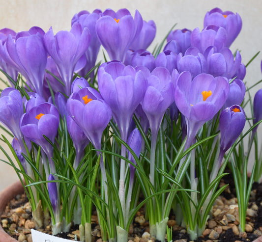Crocus B O use for Aqua